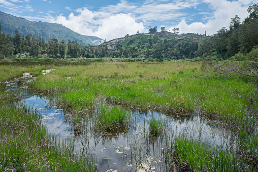 Grassy area at Telaga Warna, Dieng plateau, Indonesia
