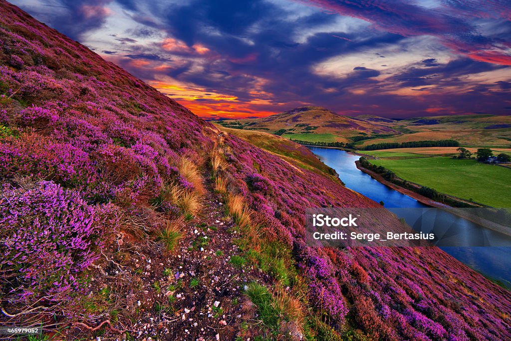 Beautiful landscape of scottish nature Vivid colorful landscape scenery with a footpath through the hill slope covered by violet heather flowers and green valley, river, mountains and cloudy blue sky on background. Pentland hills, near Edinburgh, Scotland Scotland Stock Photo