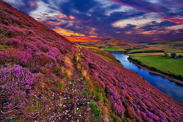 Vivid colorful landscape scenery with a footpath through the hill slope covered by violet heather flowers and green valley, river, mountains and cloudy blue sky on background. Pentland hills, near Edinburgh, Scotland