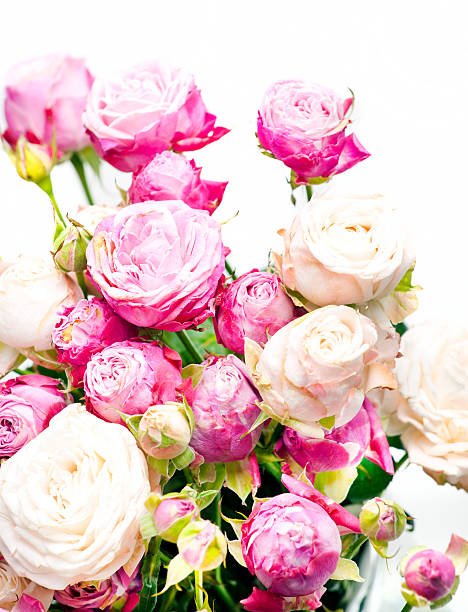 istock Close-up floral composition with Peony- roses 465979284