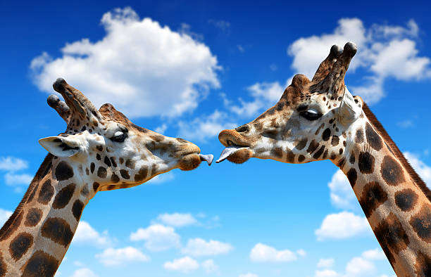 Giraffe Kissing Baby Giraffe
