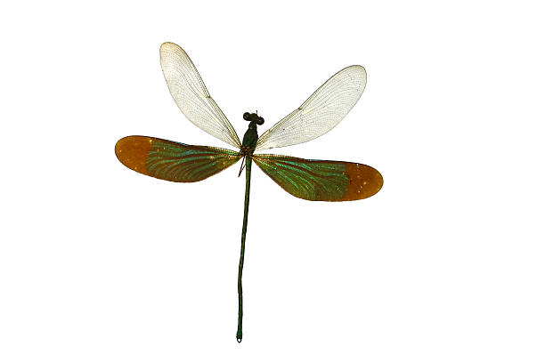 istock close up dragon fly isolated on white 465980198