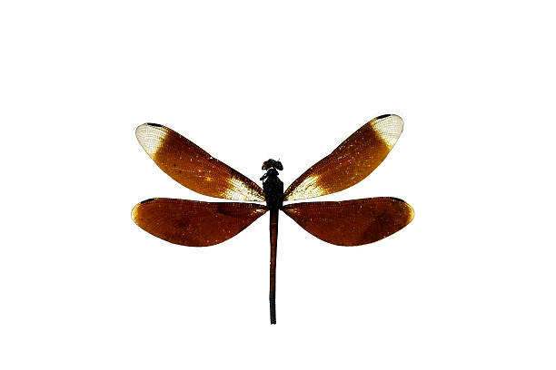 istock close up dragon fly isolated on white 465981212