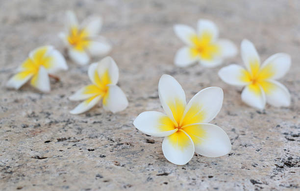 Plumeria flower