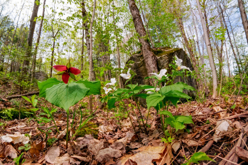 A Red Trillium erectum growing amongst White Trillium grandiflorum on the forest floor.  Low angle view.