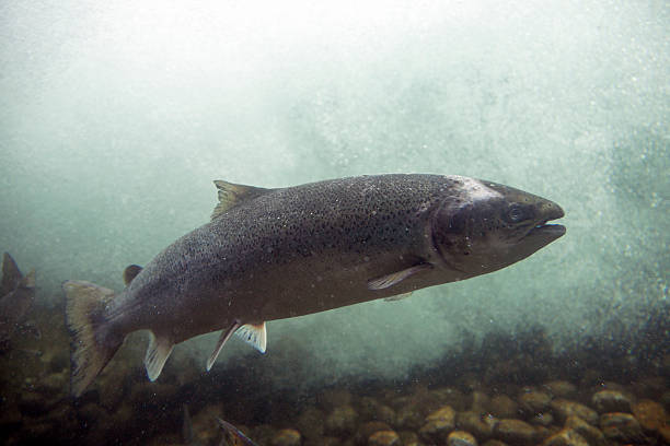 saumon sauvage dans un fishway (sable, norvège) - saumon animal photos et images de collection