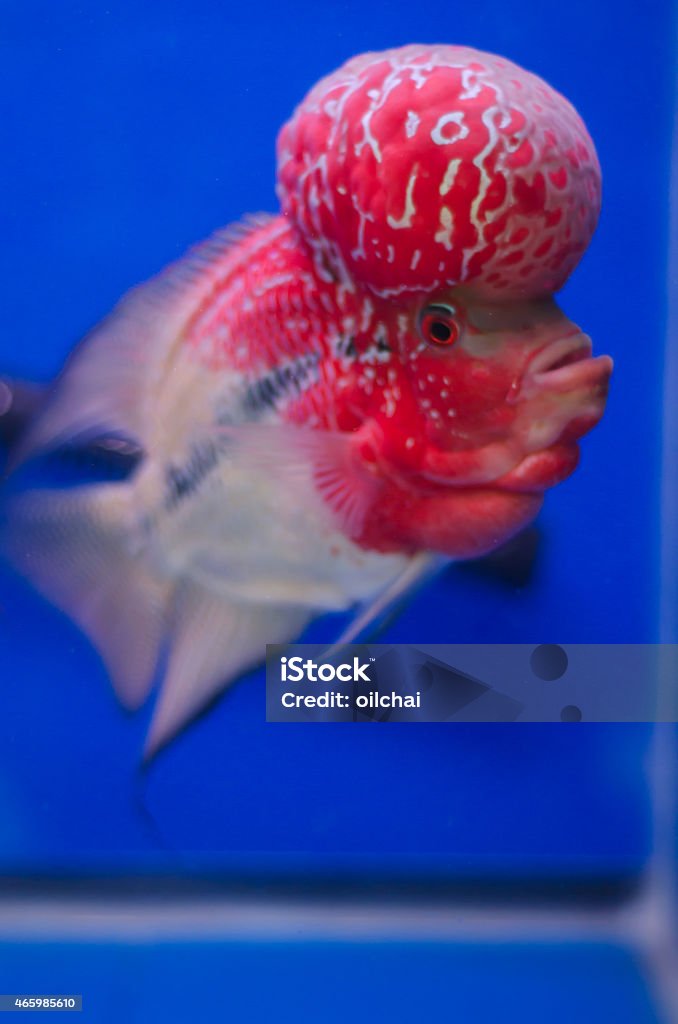 Flowerhorn Cichlid fish Flowerhorn Cichlid fish in the aquarium 2015 Stock Photo