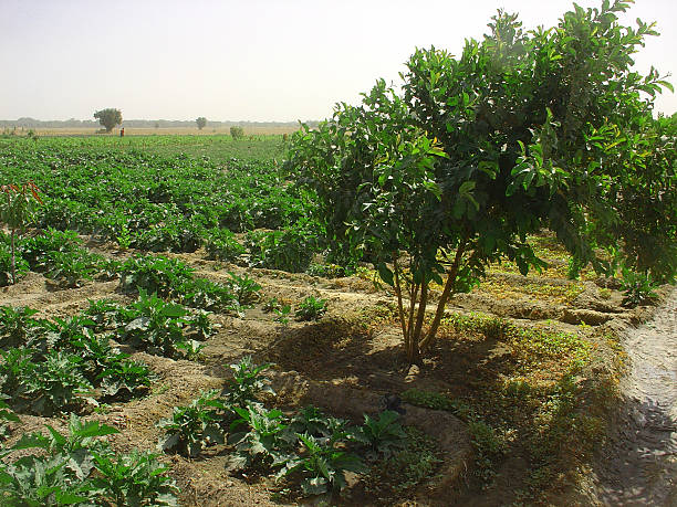 istock Cool Shelter in the farm 465986614