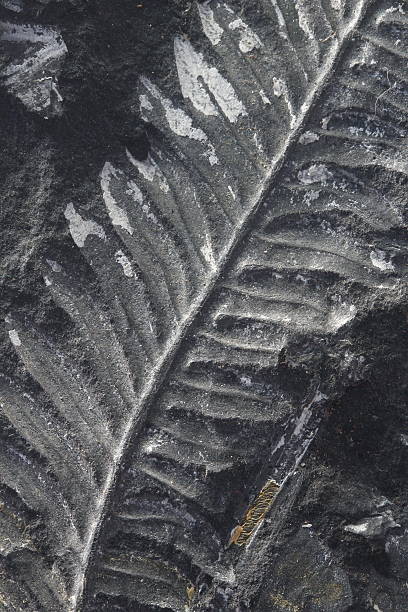 makro fossilisierten-farn auf schwarzem stein - fossil fuel stock-fotos und bilder