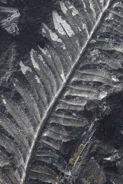 istock macro fossilized fern on black stone 465986726