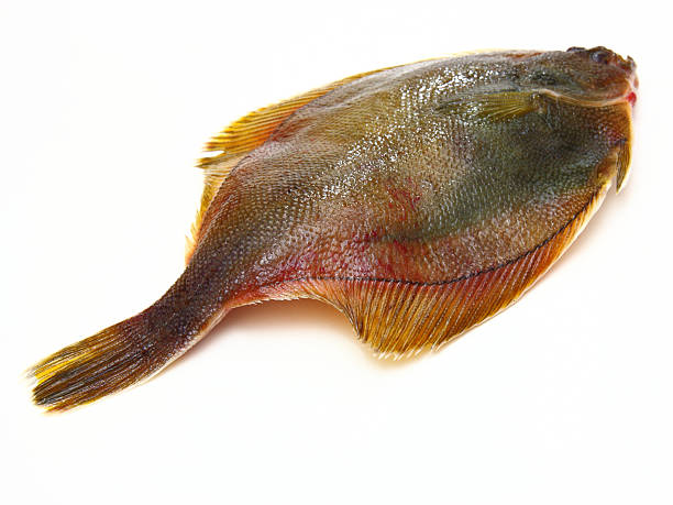 istock Fresh fishes flounder 465986919