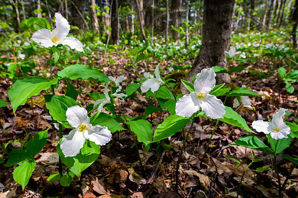 istock White Trilliums on the forest floor 465986963
