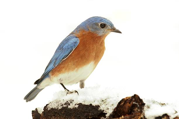 istock Male Eastern Bluebird in Snow 465987194