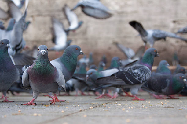 cidade de pombos - common wood pigeon imagens e fotografias de stock