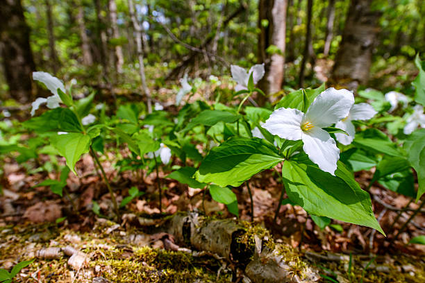 White Trilliums on the forest floor (low angle)