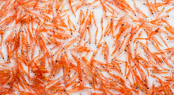 Antarctic Krill stock photo