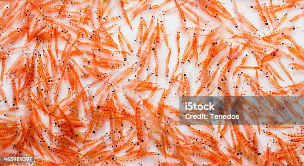 Antarctic Krill Stock Photo - Download Image Now - Krill, Shrimp - Seafood, Small