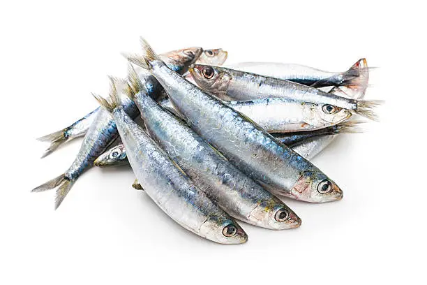 Fresh raw sardines isolated  on white background