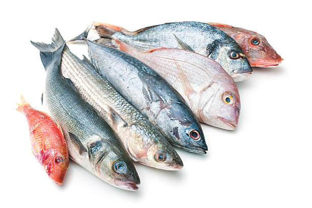 comida de mar - catch of fish gilt head bream variation fish imagens e fotografias de stock