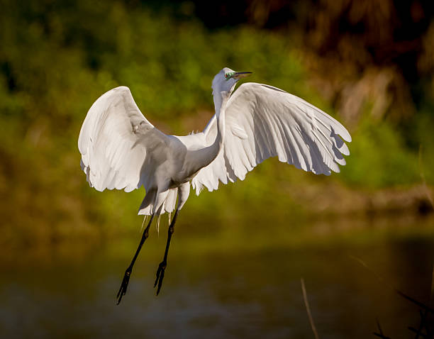 istock Great white egret flies in for landing in morning 465992292
