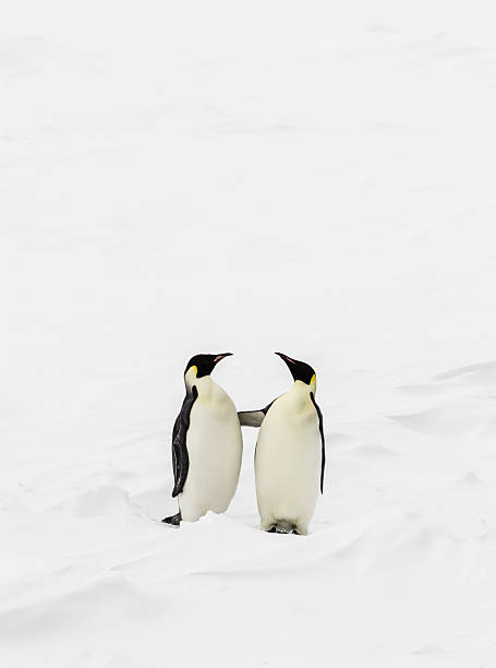 Two penguins standing stock photo