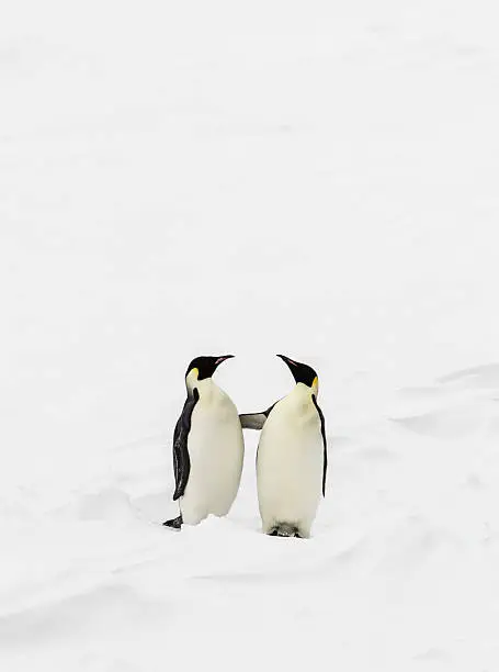 Photo of Two penguins standing