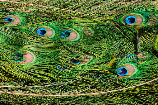 pattern of colorful male peacock tail feathers feathers