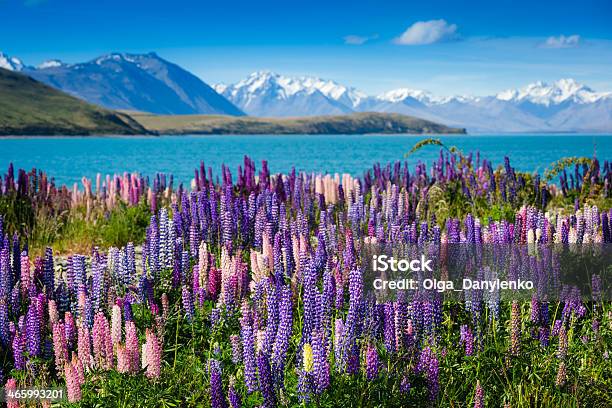 Majestic Mountain Lake With Lupins Blooming Stock Photo - Download Image  Now - Lake Tekapo, New Zealand, Lupine - Flower - iStock