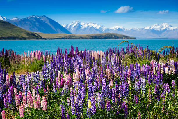 величественные горные озера lupins блюминг - meadow vibrant color mountain range valley стоковые фото и изображения