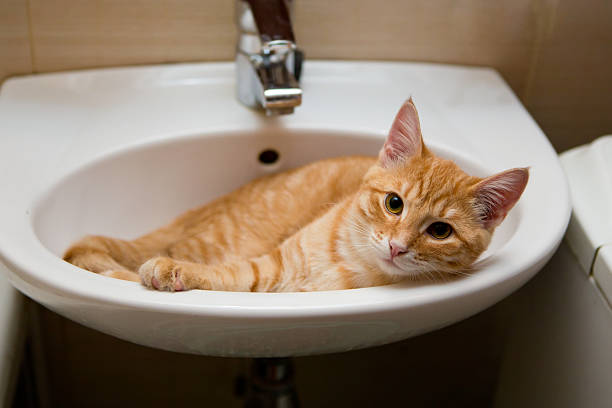 istock Orange cat lying in a white sink bowl 465994701