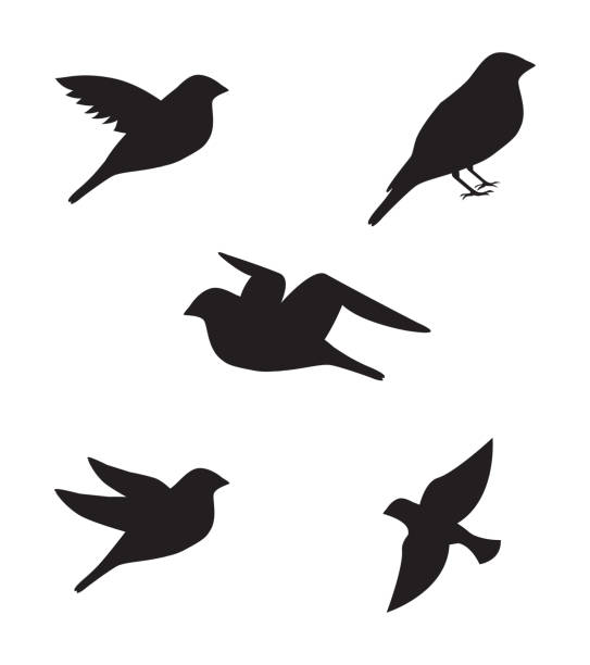 사랑입니다 디자인식 - bird stock illustrations