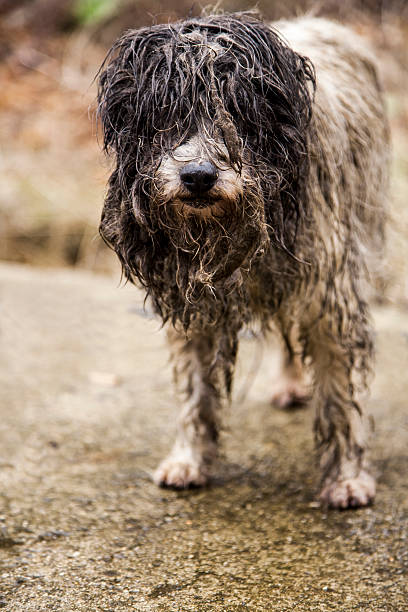 istock dog, poverty, abandonment, careless, dirty 465996530