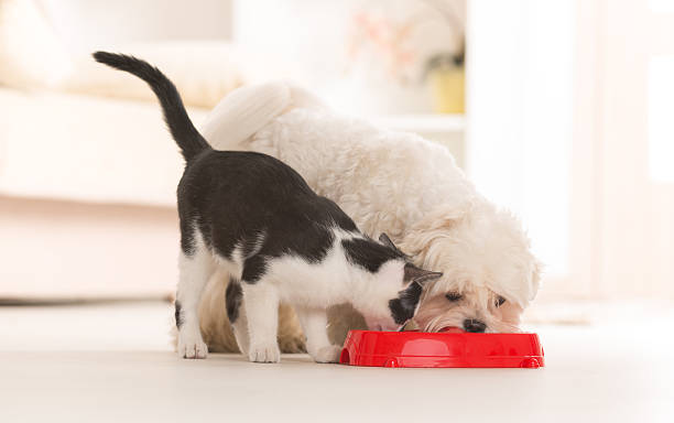 hund und katze essen aus einer schale - dog eating puppy food stock-fotos und bilder