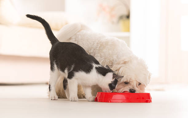 Dog and cat eating food from a bowl Little dog maltese and black and white cat eating food from a bowl in home purebred cat photos stock pictures, royalty-free photos & images
