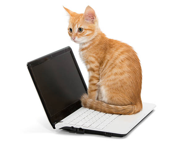 istock Orange striped kitten and laptop 465998065