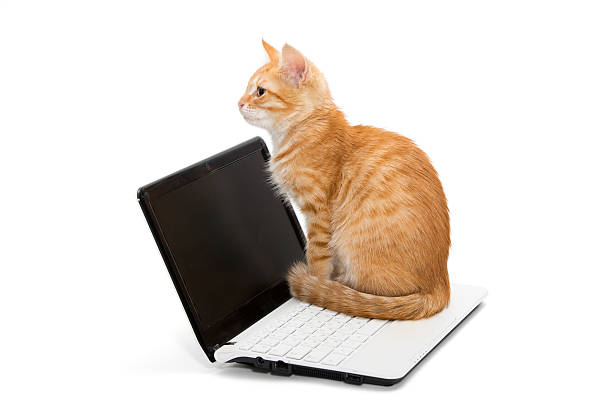 istock Orange striped kitten and laptop 465998081