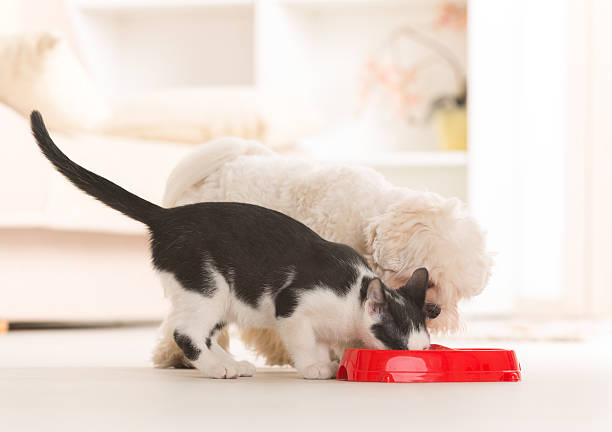 istock Dog and cat eating food from a bowl 465998087