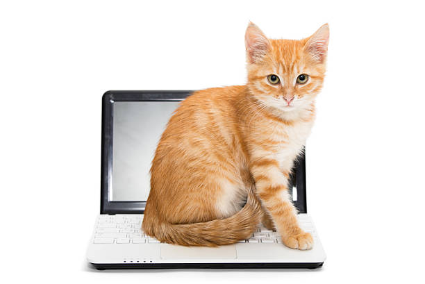 istock Orange striped kitten and laptop 465998125