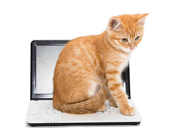 istock Orange striped kitten and laptop 465998131