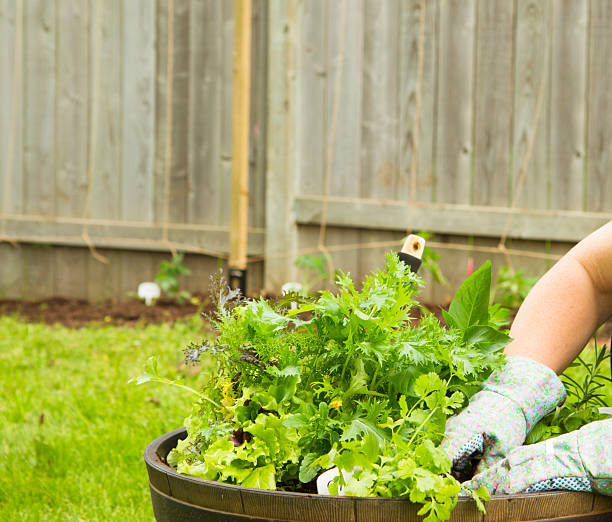 istock Womans Hands Planting An Herb And Vegetable Container Garden 465998818