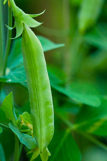 istock Close Up Green Peas Growing In A Garden 465998856