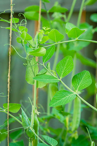 istock Close Up Green Peas Growing In A Garden 465998866