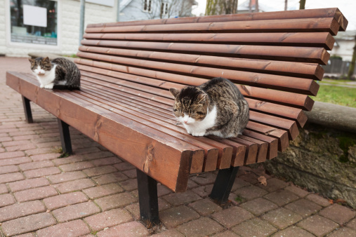 Two street cats sit on the wooden bench in park