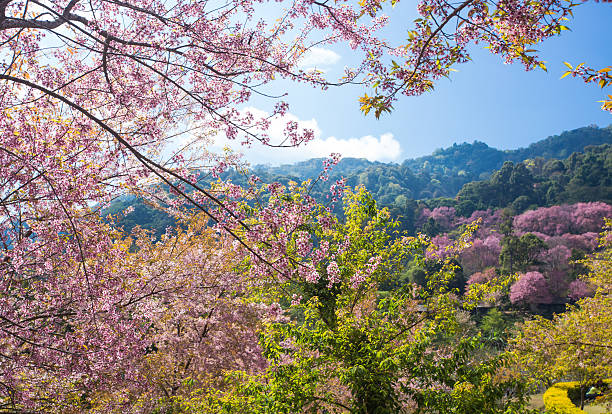 istock Sakura tree. Chiangmai Thailand wild himalayan cherry prunus cer 465999236
