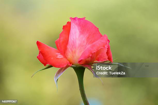 Rose Stock Photo - Download Image Now - Agricultural Field, Animal Wildlife, Autumn
