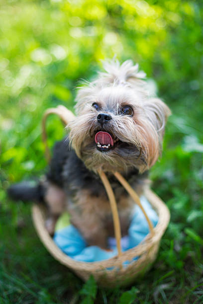 istock Yorkshire Terrier sitting in basket 465999732