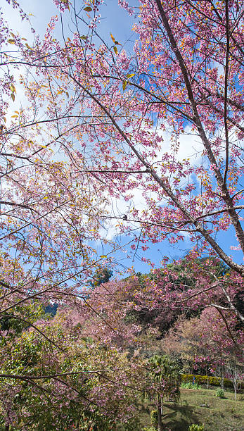 istock Sakura tree. Chiangmai Thailand wild himalayan cherry prunus cer 465999972
