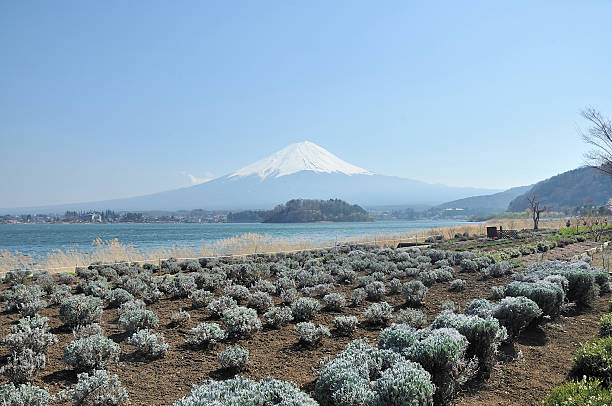 Mt. Fuji com campo no Lago kawaguchi - fotografia de stock