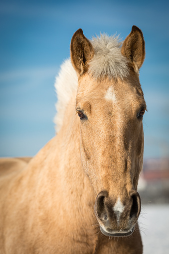 A horse with a very well-groomed mane photographed in the sunlight.