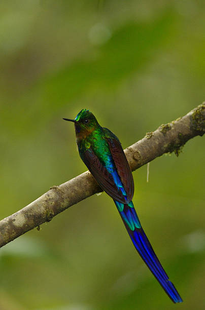 istock violet-tailed sylph hummingbird 466001024